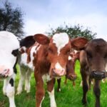 Climate expert fears U.S. is playing an ‘ecological ponzi scheme’ by not recognizing food-based climate threats