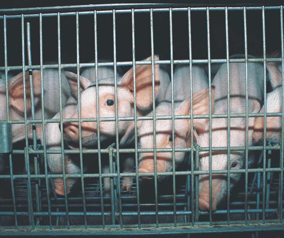 California Takes the Lead in Taking on Factory Farming