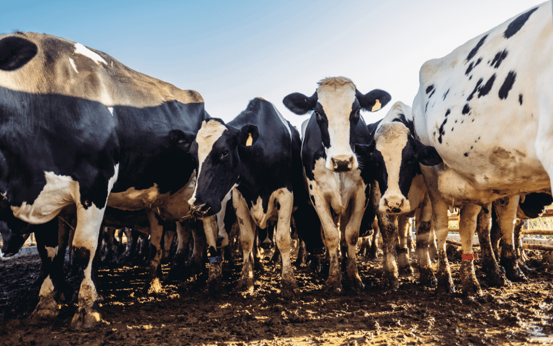 New climate change report misses leading cause: Animal Agriculture