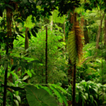 Meat Killing the Rainforest.