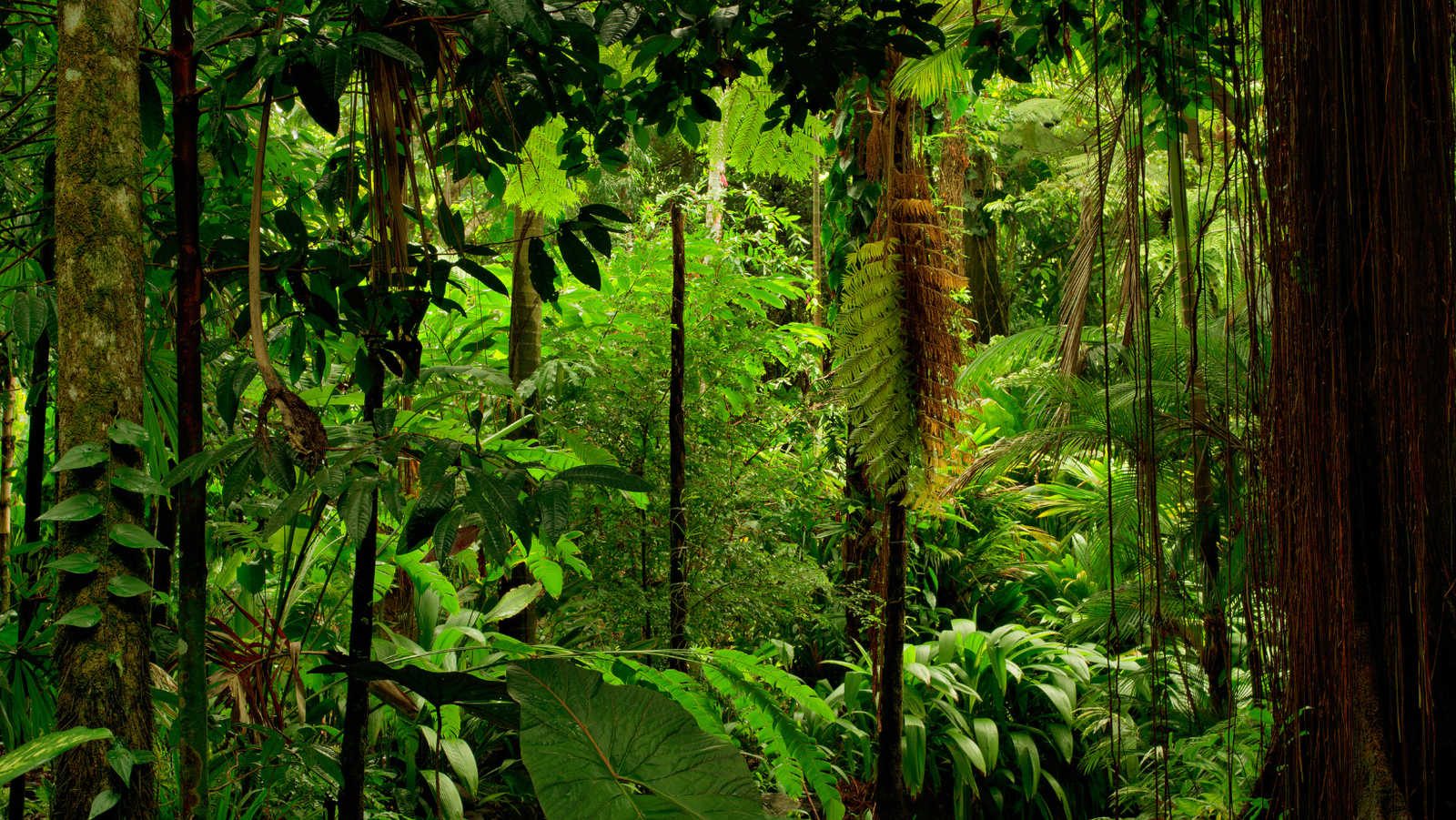 Meat Killing the Rainforest.