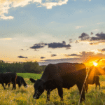 Sustainable Earth Eating Raises Concerns on USDA’s Greenhouse Gas Strategy