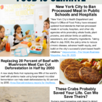 Climate Diet September Newsletter — Connecting Communities Worldwide with Powerful Insights for a Healthier Planet