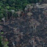 New Dietary Guidelines Criticized for Fueling Climate Damage and Amazon Deforestation